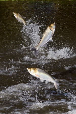 Captain Nate Wallick, of Peoria Carp Hunters, out on the Illinois River hunting the invasive species of fish, Asian carp