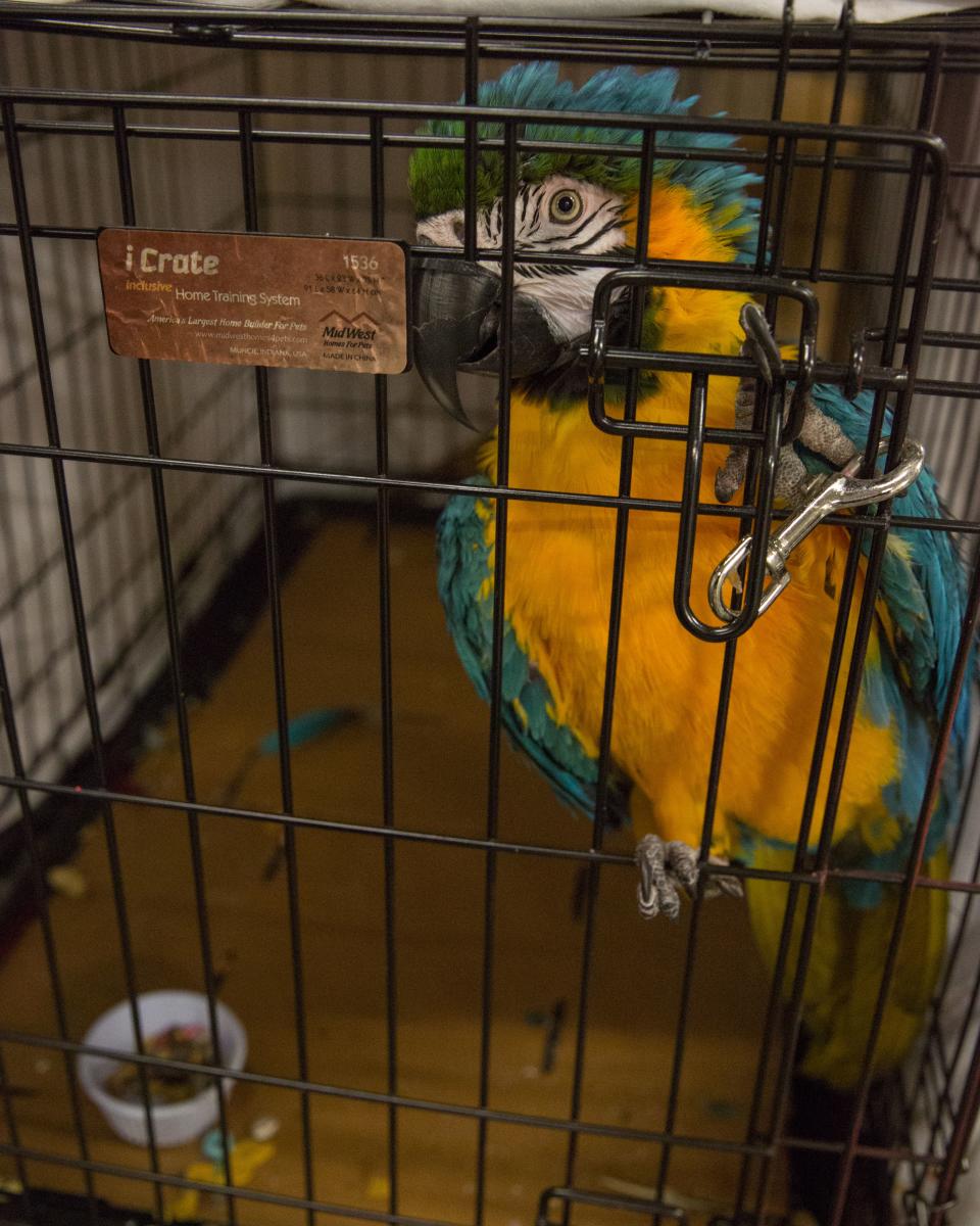 <p>Pets belonging to evacuees sit in a crate at the Delco Center in east Austin, August 27, 2017. The Red Cross says, if needed, they are prepared to handle 350 people in the Delco Center. As of Sunday afternoon, a total of 24 dogs, 20 cats, and 5 birds have been registered and volunteers from the Austin Animal Center say they can handle approximately 20 more animals depending on size.<br> (Photo: Suzanne Cordeiro/AFP/Getty Images) </p>