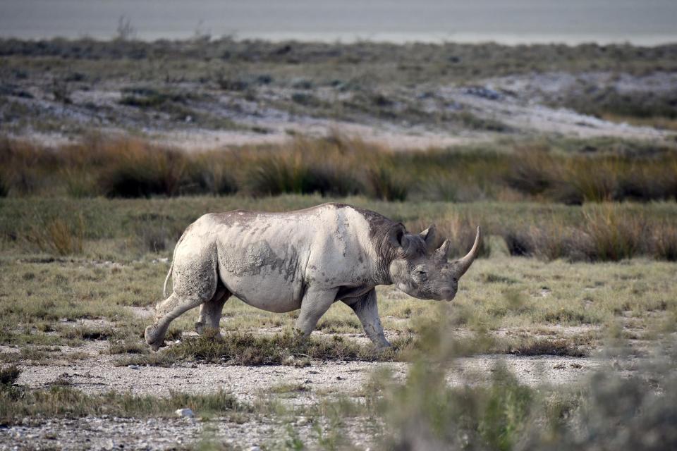 File- Picture taken on March 5, 2019 shows a black rhinoceros in the savannah landscape of the Etosha National Park. ( Matthias Toedt/AP via AP)