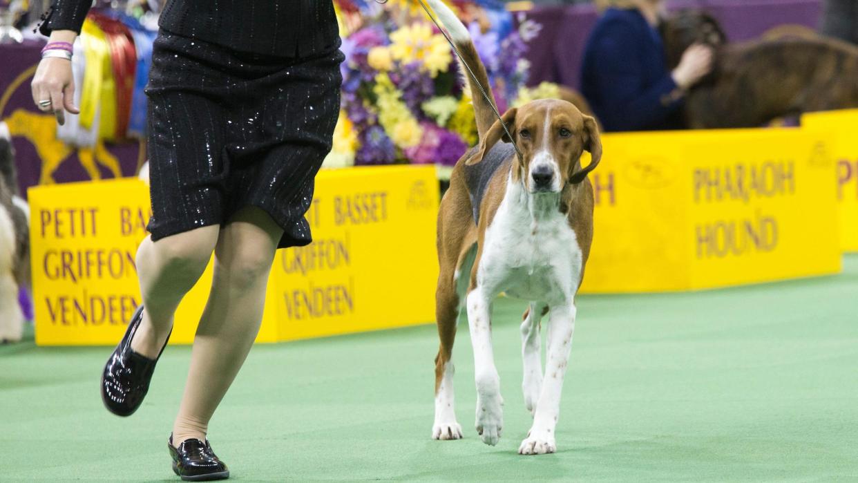 American foxhound in the show ring