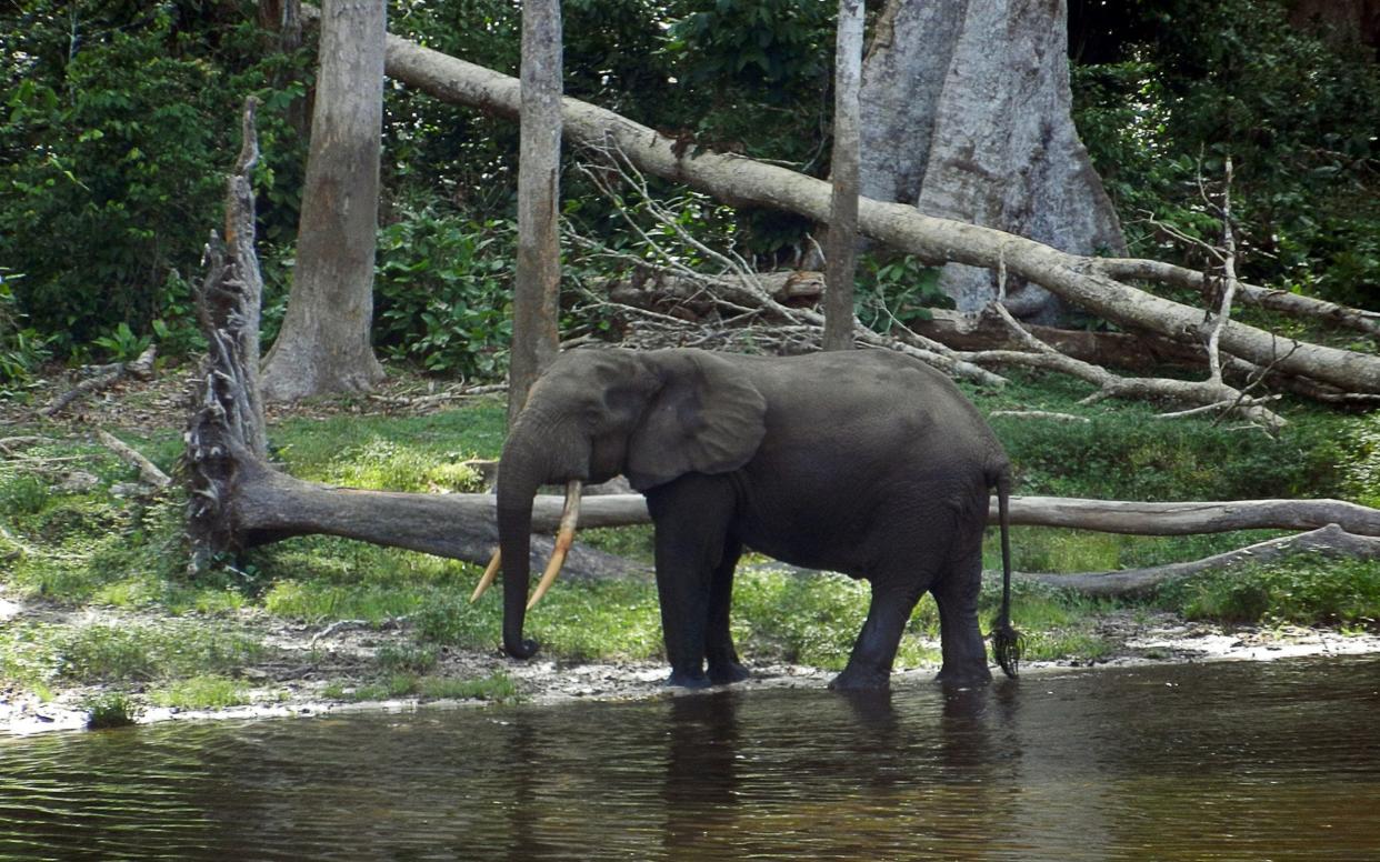 Home to lush virgin forest and thousands of elephants, gorillas and rare antelope, the Nouabale Ndoki national park in northern Republic of Congo is roughly two and half times the size of Greater London - LAUDES MARTIAL MBON/AFP