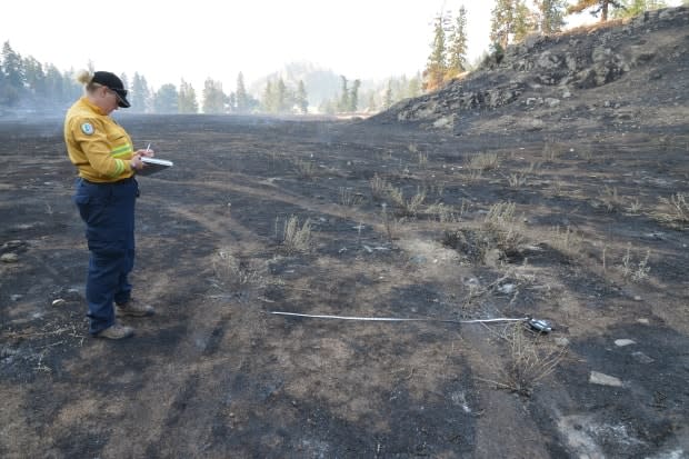 Nova Scotia fire investigator Kara McCurdy documents information about tire-track widths at the site of one of the fires near Okanagan Falls, B.C.  (Submitted by Kara McCurdy - image credit)