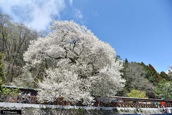 111年觀霧山莊前方霧社櫻王滿開(新竹林區管理處提供)