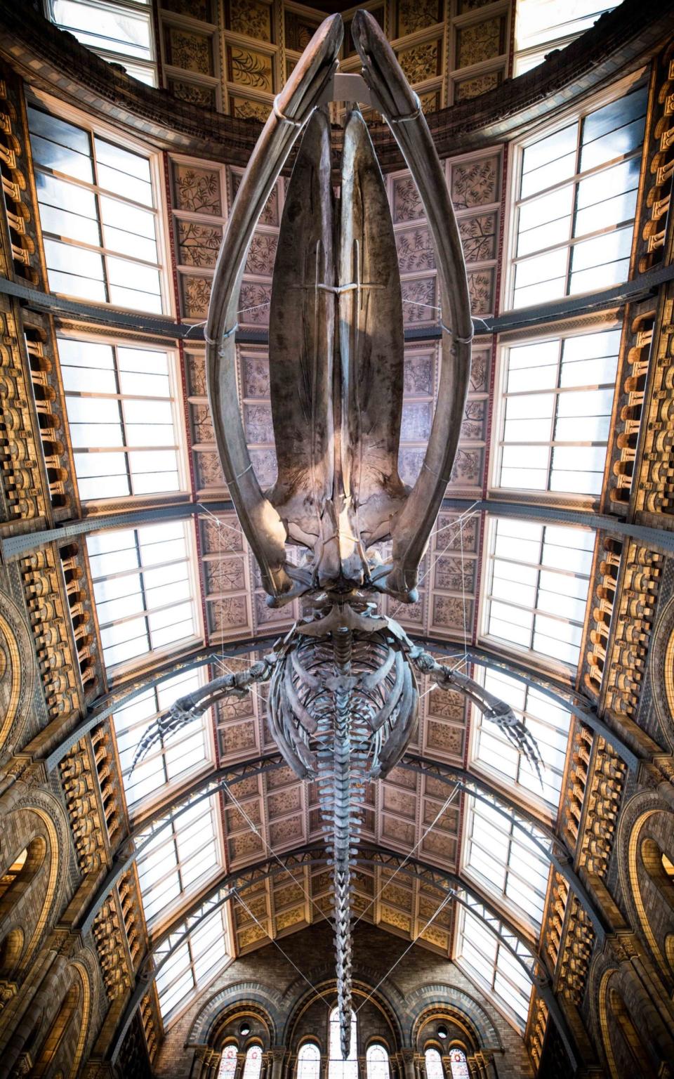 Blue Whale Skeleton inside the Natural History Museum - Credit: John Nguyen for the Telegraph