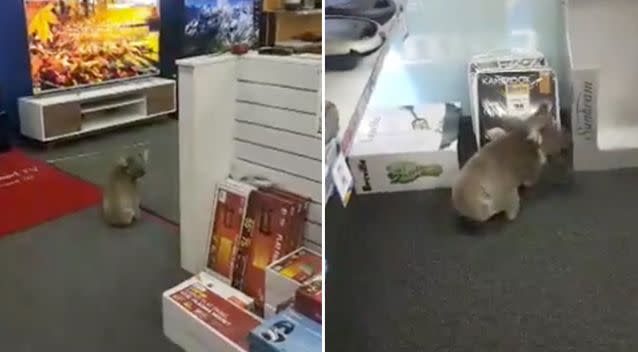 The koala wandered around the store. Source: Facebook