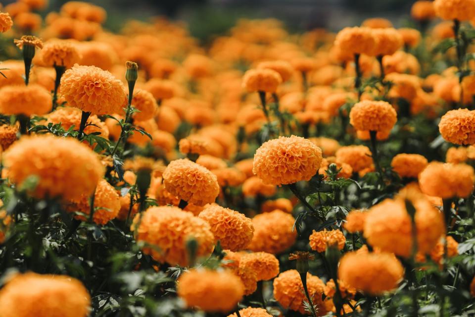 <p>With its bright orange color, the Marigold is the perfect companion to fall pumpkins as the representatives for October. <a href="https://go.redirectingat.com?id=74968X1596630&url=https%3A%2F%2Fwww.proflowers.com%2Fblog%2Fbirth-month-flowers&sref=https%3A%2F%2Fwww.womansday.com%2Flife%2Fg42387007%2Fbirth-flowers-meanings%2F" rel="nofollow noopener" target="_blank" data-ylk="slk:This flower comes from the Mediterranean;elm:context_link;itc:0;sec:content-canvas" class="link ">This flower comes from the Mediterranean</a>, and evokes courage, passion, and creativity.</p><p><a href="https://www.almanac.com/october-birth-flowers" rel="nofollow noopener" target="_blank" data-ylk="slk:Cosmos are native to Mexico;elm:context_link;itc:0;sec:content-canvas" class="link ">Cosmos are native to Mexico</a> and are similar in appearance to daises. They serve a variety of medicinal purposes, and symbolize order, harmony, and balance.</p>