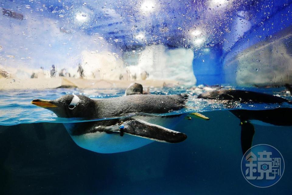 企鵝游泳帥氣又可愛的模樣，時常吸引遊客停留在展缸外駐足觀察。