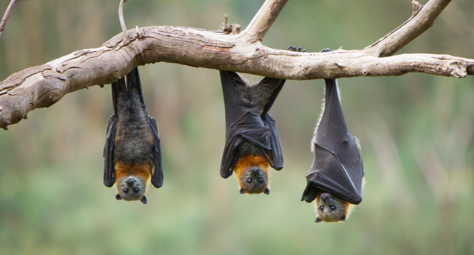 Three flying-foxes can be seen in a row hanging from a tree branch.