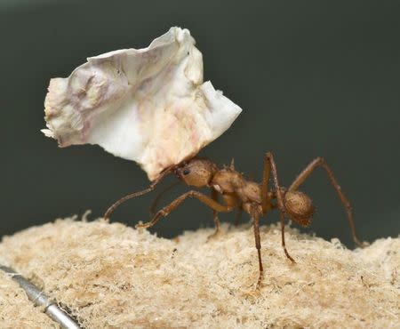 A South American leaf cutter ant is seen in this undated handout photograph released in London August 8, 2014. REUTERS/Andrew Davis/John Innes Centre/Handout via Reuters