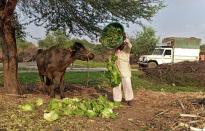 FILE PHOTO: A farmer feeds iceberg lettuce to his buffalo during a 21-day nationwide lockdown to slow the spread of coronavirus disease (COVID-19), at Bhuinj village in the western state of Maharashtra, India