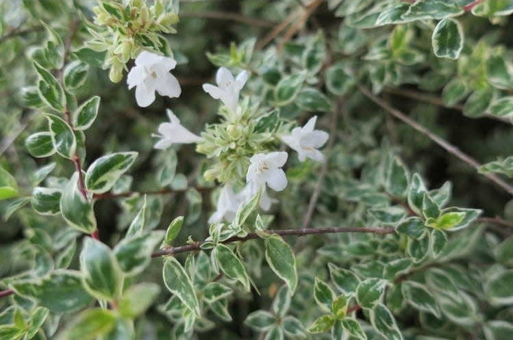 Radiance abelia features beautifully variegated leaves with white flowers.