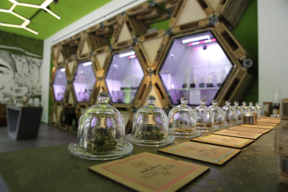 In this Thursday, June 6, 2019 cannabis buds under a glass bell are displayed at a cannabis light store in Milan, Italy. Interior Minister Matteo Salvini has been an outspoken opponent of the marijuana light businesses that sprouted up around the country after pioneering 2016 legislation that many saw as a step toward eventual marijuana liberalization.(AP Photo/Luca Bruno)