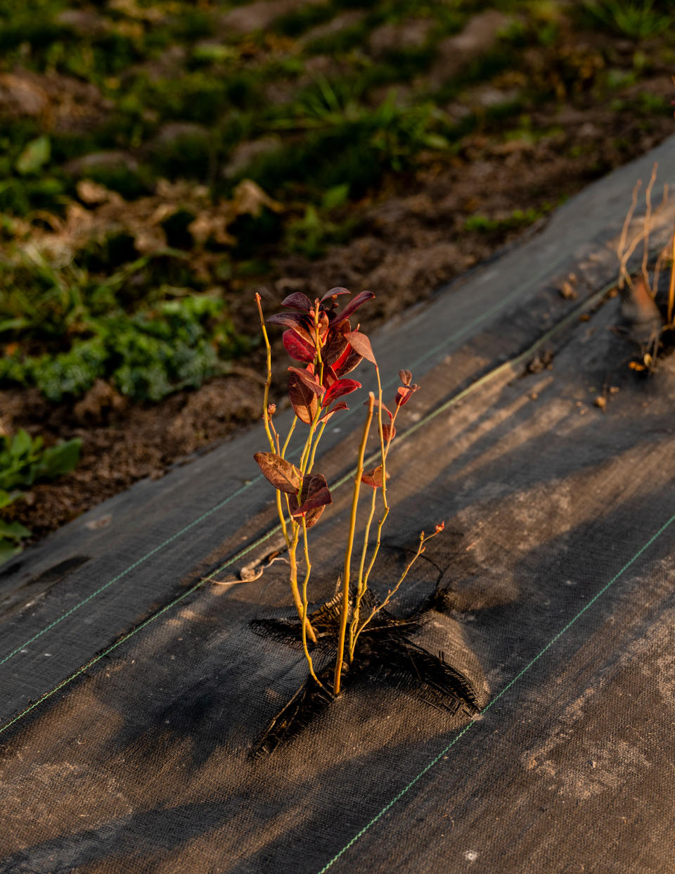 A blueberry plant in Stockton in February<span class="copyright">Cayce Clifford for TIME</span>