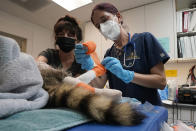 Veterinarian Jamie Peyton, right, puts bandages on the burned paws of a raccoon, with the help of Dana Fasolette, a volunteer at the Gold Country Rescue in in Auburn, Calif., Saturday, Oct. 2, 2021. As wildfires die down in the far western United States, wildlife centers are still caring for animals that were injured or unable to flee the flames. (AP Photo/Rich Pedroncelli)