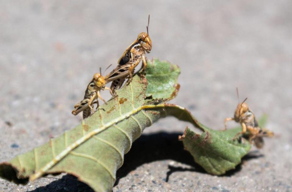 Three grasshoppers rest on a leaf on Friday near Laurel T. Stizzo Park in Roseville. Short-horned grasshoppers are the species residents of Roseville and Lincoln are most frequently finding at this time, according to Placer County officials.