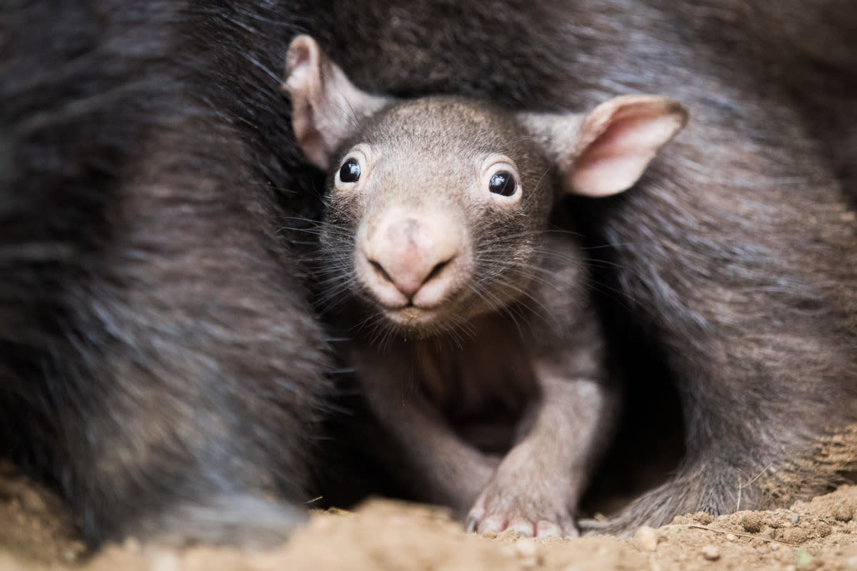 https://www.gettyimages.co.uk/detail/news-photo/april-2018-germany-duisburg-the-little-wombat-apari-looking-news-photo/981700902?adppopup=true
