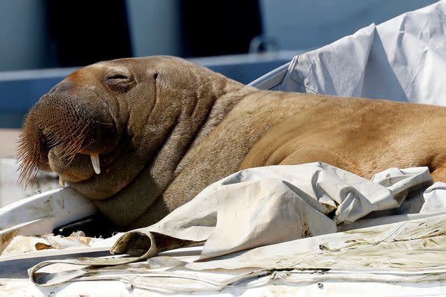 TOR ERIK SCHRDER/NTB/AFP via Getty Images