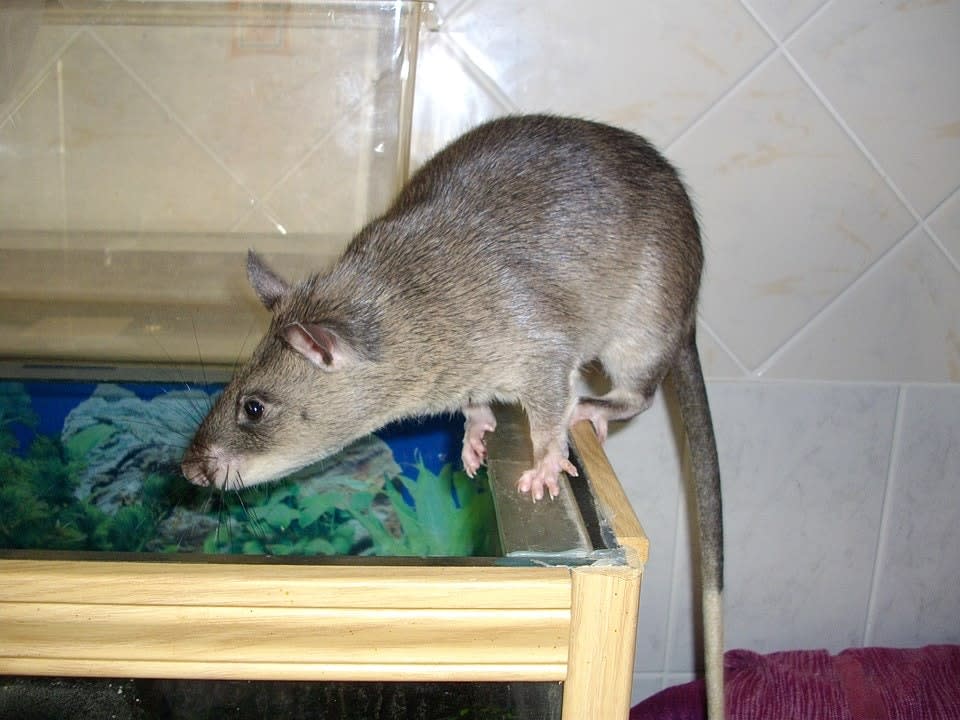 <span class="caption">Le rat de Gambie, aussi appelé cricétome des savanes, a été identifié comme porteur de la variole du singe.</span> <span class="attribution"><a class="link " href="https://commons.wikimedia.org/w/index.php?curid=6577795" rel="nofollow noopener" target="_blank" data-ylk="slk:Laëtitia Dudous/Wikimedia;elm:context_link;itc:0;sec:content-canvas">Laëtitia Dudous/Wikimedia</a>, <a class="link " href="http://creativecommons.org/licenses/by-sa/4.0/" rel="nofollow noopener" target="_blank" data-ylk="slk:CC BY-SA;elm:context_link;itc:0;sec:content-canvas">CC BY-SA</a></span>