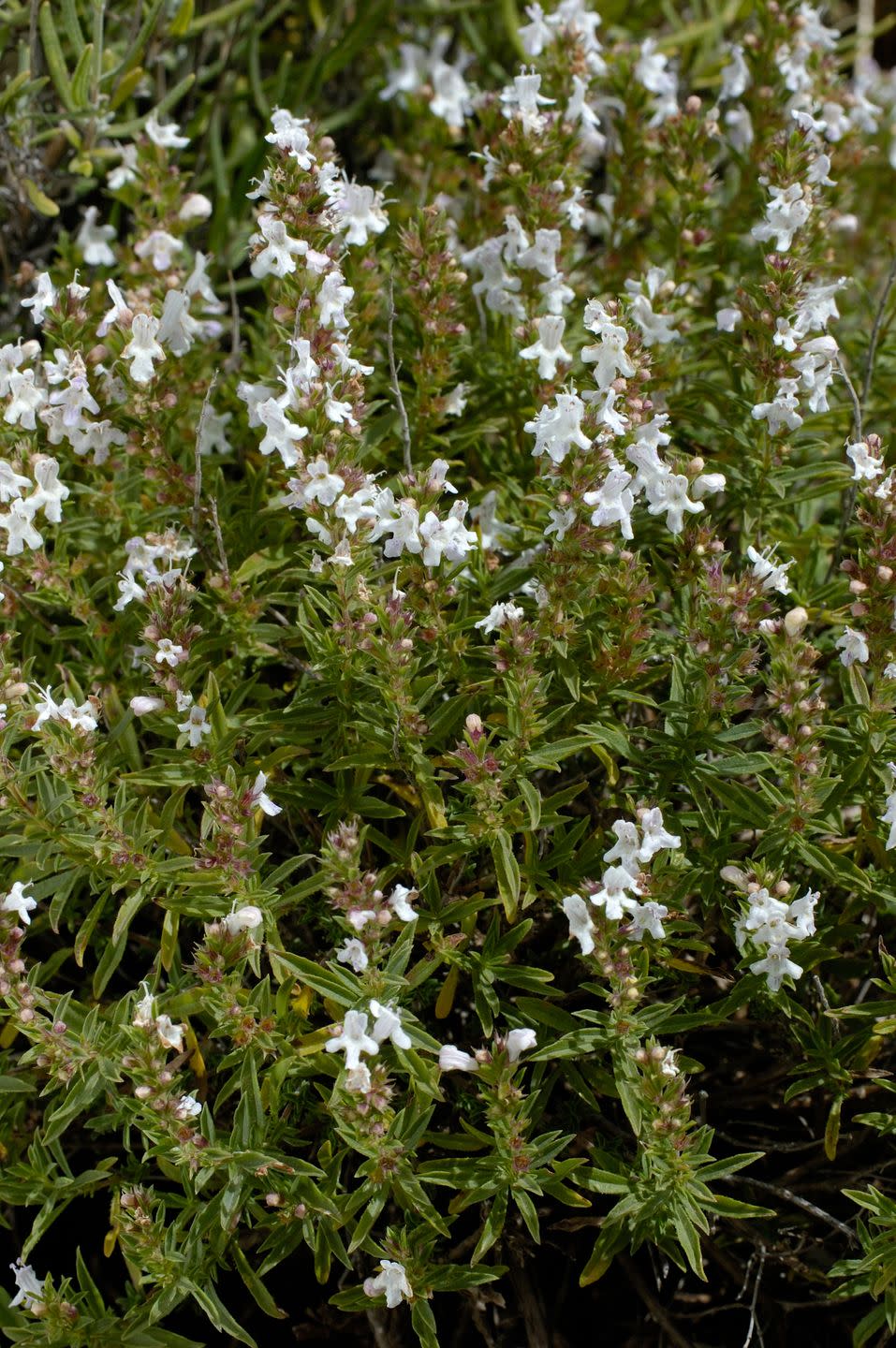 winter savory plant