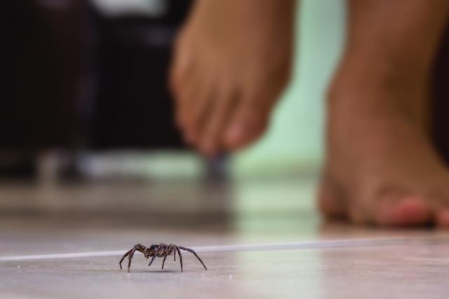 Spiders: Brown Recluse and Black Widow  Mississippi State University  Extension Service