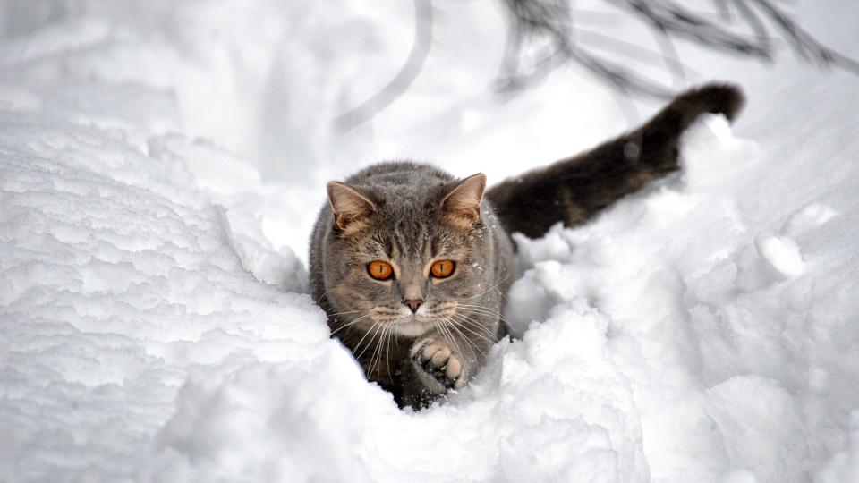 cat in the snow