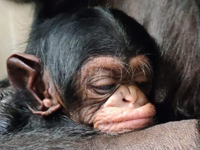 The heartwarming moment a chimpanzee mom is reunited with her newborn