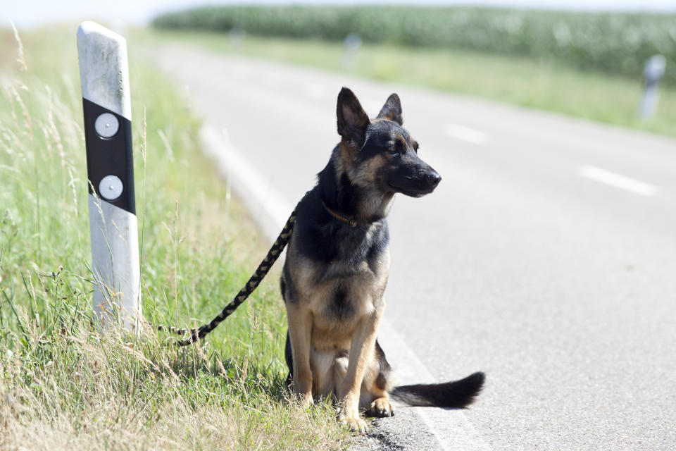 Viele Tierbesitzer wollen ihre Vierbeiner wieder abgeben (Symbolbild: Getty)