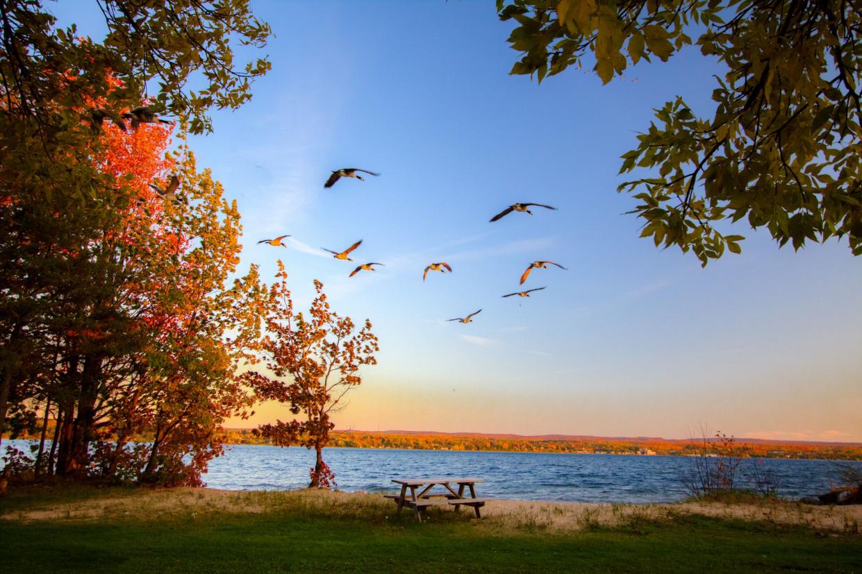 Sunset over Keweenaw Bay, Michigan with flock of geese migrating south for the winter, colorful fall leaves on trees