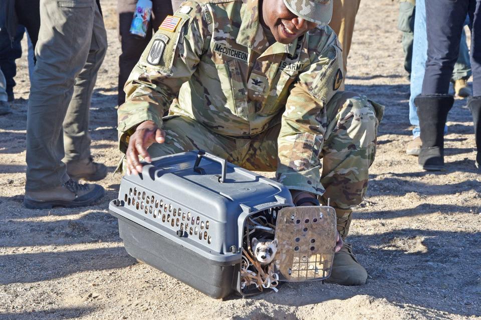 Col. Rodney D. McCutcheon, Pueblo Chemical Depot Commander, releases one of 22 black footed ferrets who were introduced to their new homes near Pueblo Wednesday.