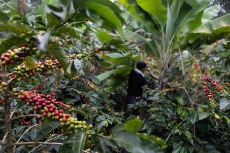Vue d\'une plantation de café Arabica en Colombie.