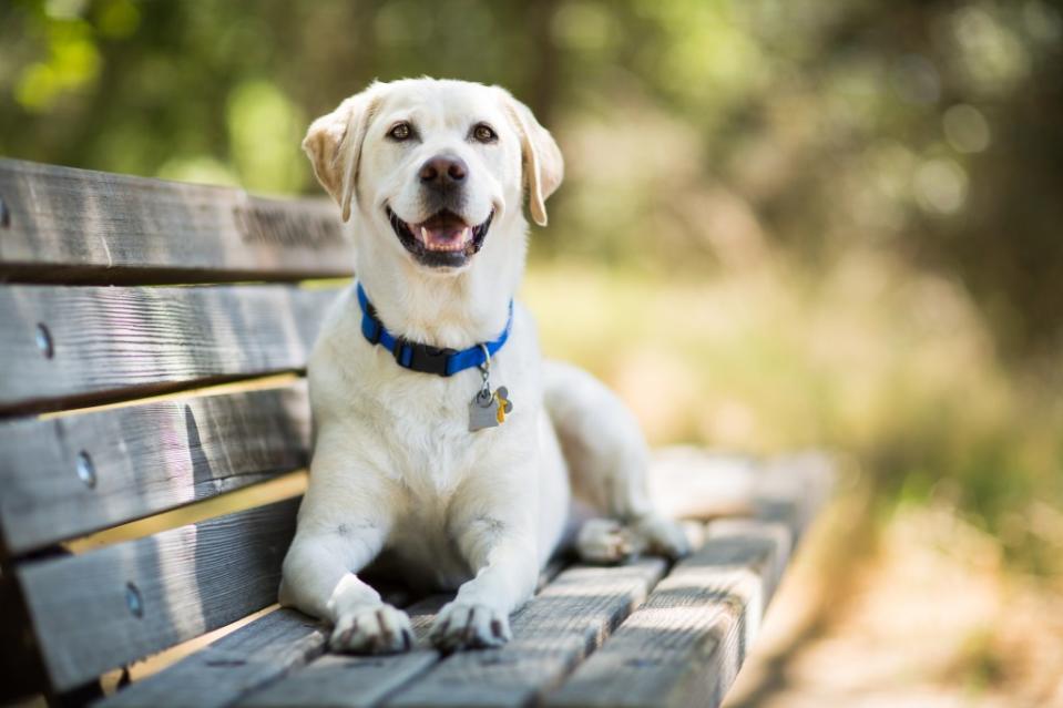 A yellow Labrador Retriever dog smiles sitting on a wooden bench.