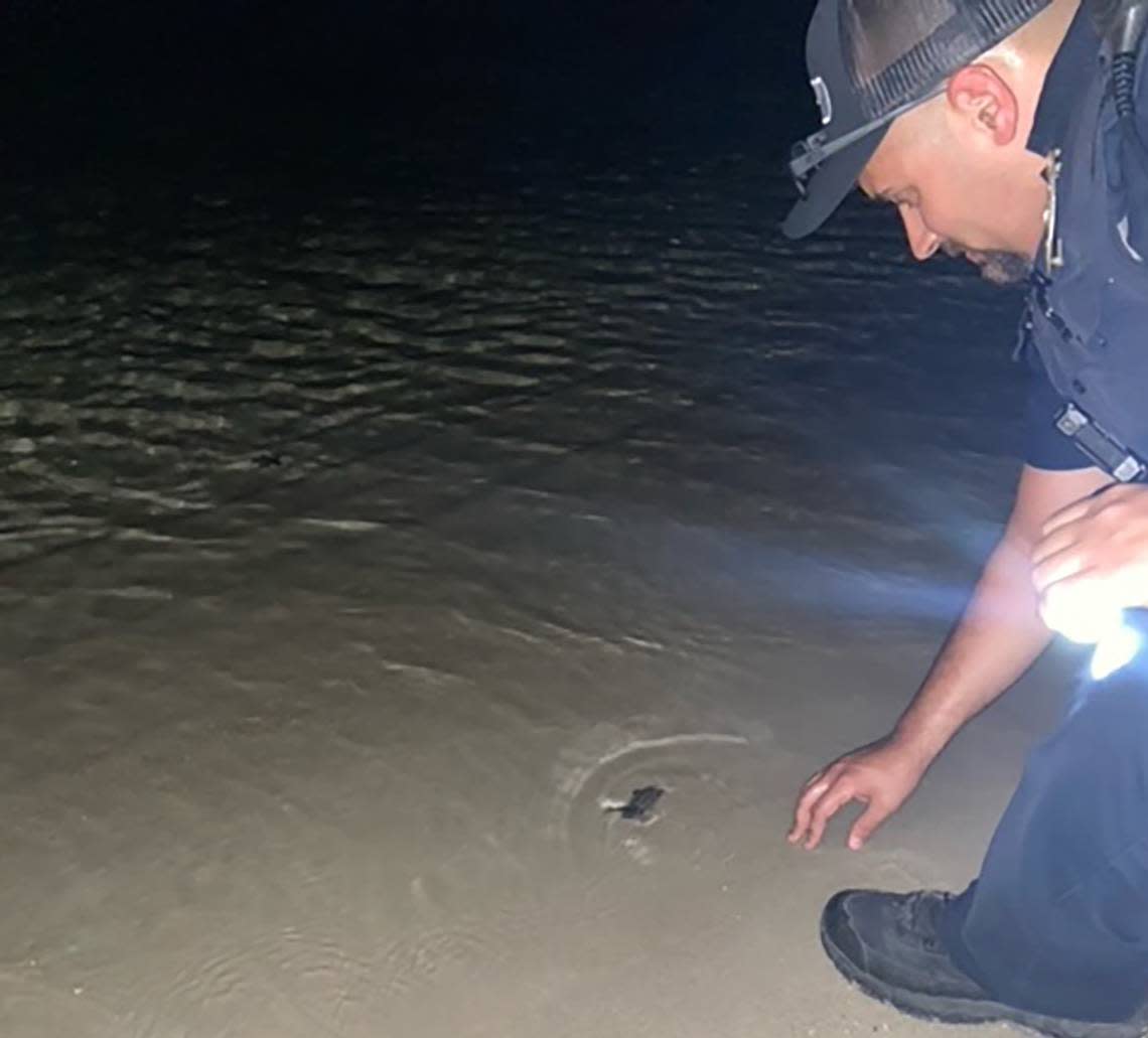 Key West Police Officer Randy Perez guides baby sea turtles to the ocean on July 18, 2022. The group had hatched earlier on a beach and was scampering away from the ocean instead of toward it.
