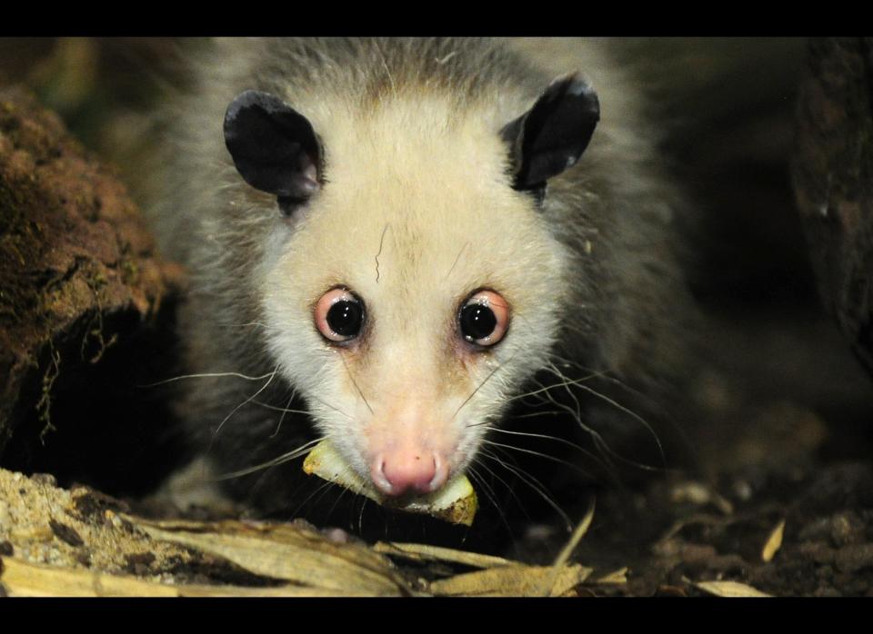 Heidi the cross-eyed opossum is pictured in her enclosure at the zoo in Leipzig, eastern Germany on June 9, 2011. Heidi moved to her new enclosure at the Gondwanaland tropical experience world, which will be inaugurated on July 1, 2011 and where Heidi will be presented to the public for the first time. Cross-eyed Heidi made the headlines in December 2010 and became an internet hit, winning more than 65,000 "friends" on social networking website Facebook.