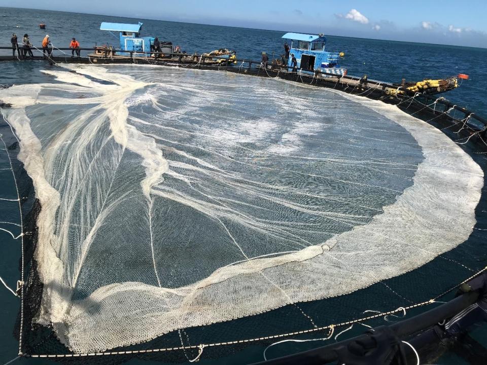 海大科研團隊 以「智能化箱網養殖」助臺灣漁業