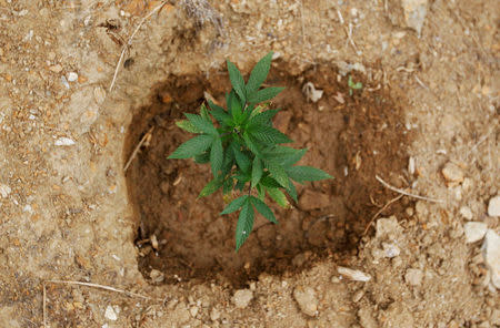 View of a marijuana plant growing in the mountains of Tacueyo, Cauca, Colombia, February 10, 2016.Picture taken February 10, 2016. REUTERS /Jaime Saldarriaga