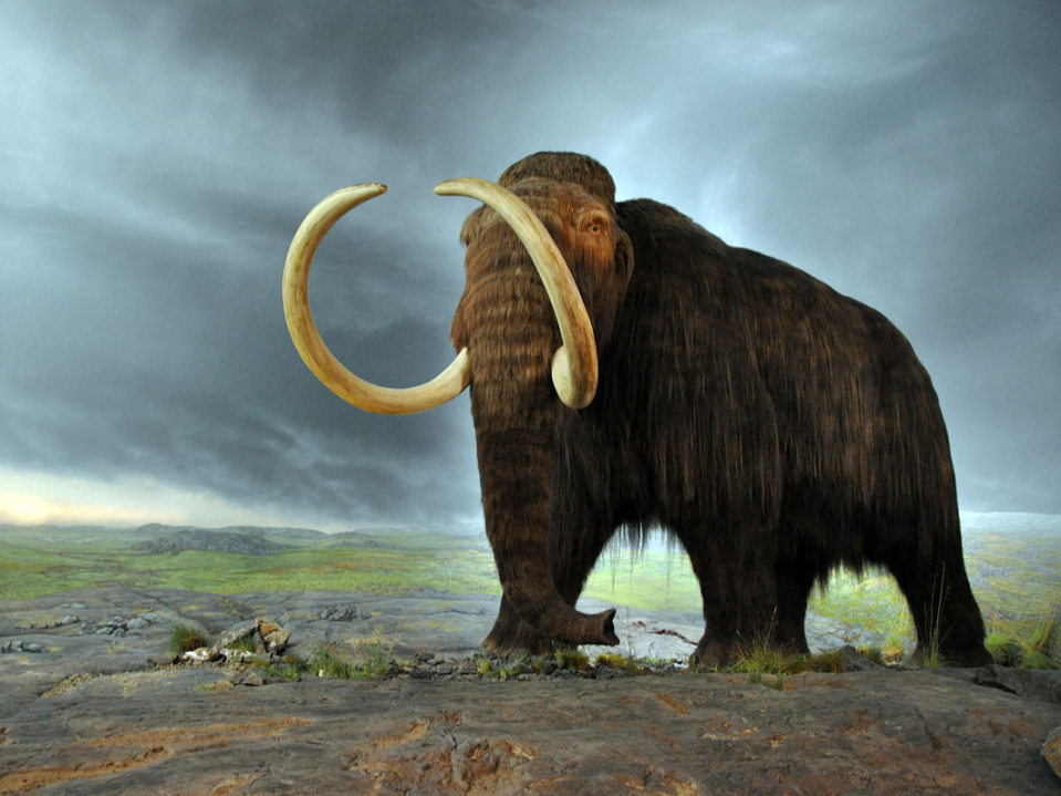 Woolly mammoth