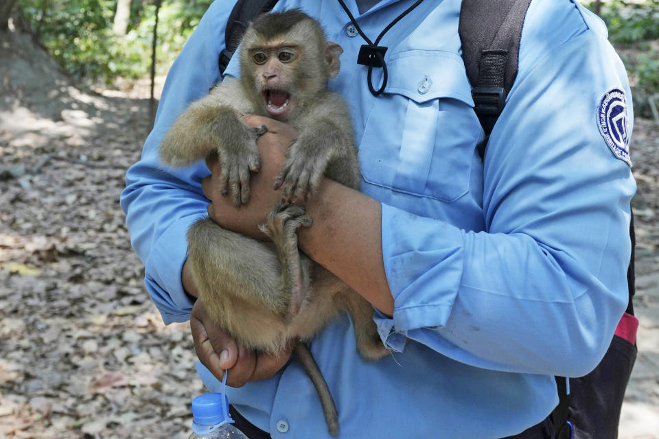 A blue-shirted APSARA warden holds a monkey at Angkor Wat temple complex in Siem Reap province, Cambodia, Wednesday, April 3, 2024. Cambodian authorities are investigating the abuse of monkeys at the famous Angkor UNESCO World Heritage Site. Officials say some YouTubers are physically abusing the macaques to earn cash by generating more views. (AP Photo/Heng Sinith)