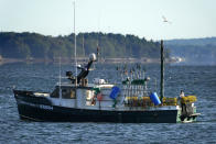 A lobsterman moves traps at the stern of a boat while fishing, Monday, Sept. 21, 2020, off Portland, Maine. The pandemic has posed significant challenges for the state's lobster fishery, which is the nation's largest, but members of the industry reported a steady catch and reasonable prices at the docks. (AP Photo/Robert F. Bukaty)