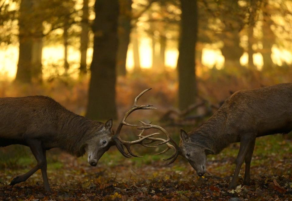 1 December 2022: Deer stags clash antlers as the rutting season continues, in Richmond Park, London (Reuters)