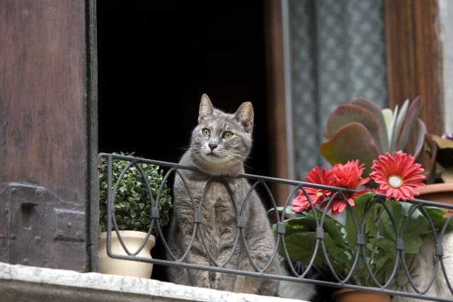 Domestic cat in a window watching the tourists below in a quaint apartment in Venice, Italy surrounded by flower  pots