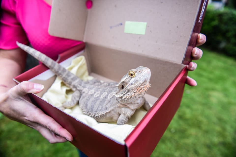 Nala broke free of the box she was buried in, and dug her way to freedom. Photo: Caters