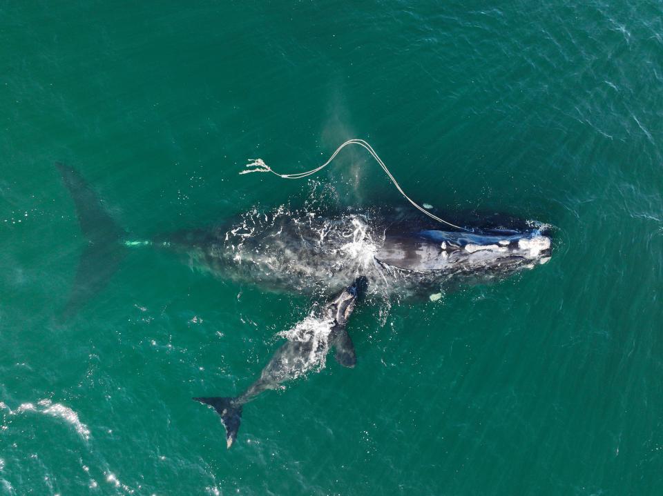 An endangered North Atlantic right whale is entangled in fishing rope after spotted with a newborn calf on Dec. 2, 2021, in waters near Cumberland Island, Georgia.