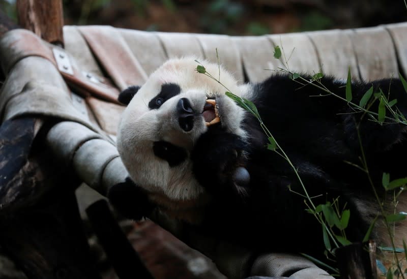 Bei Bei, the giant panda, is seen for the last time at the Smithsonian National Zoo, before his departure to China, in Washington