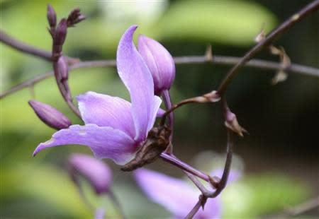 A Pine Pink Orchid (Bletia purpurea) is seen at Fairchild Tropical Botanic Garden in Miami, Florida April 8, 2014. REUTERS/Zachary Fagenson