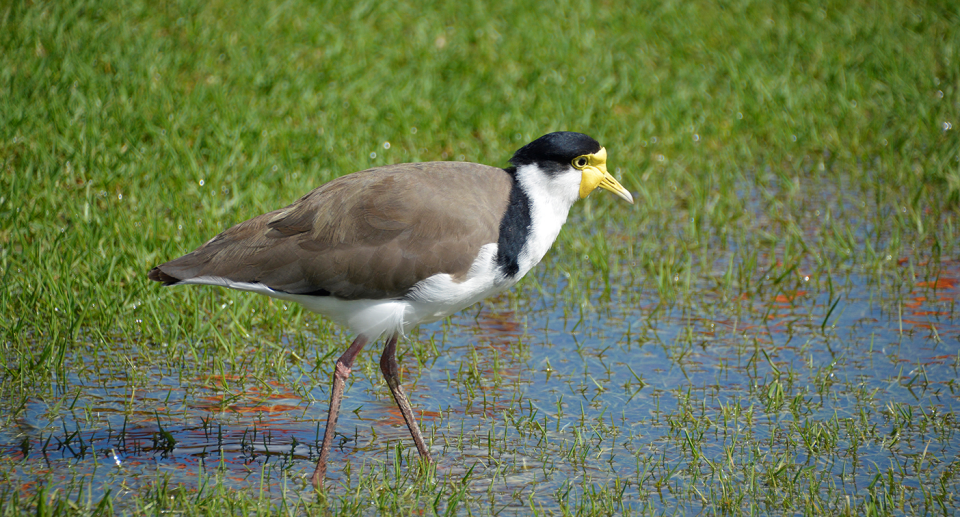 Plovers seldom intentionally make contact when swooping. Source: Getty (File)