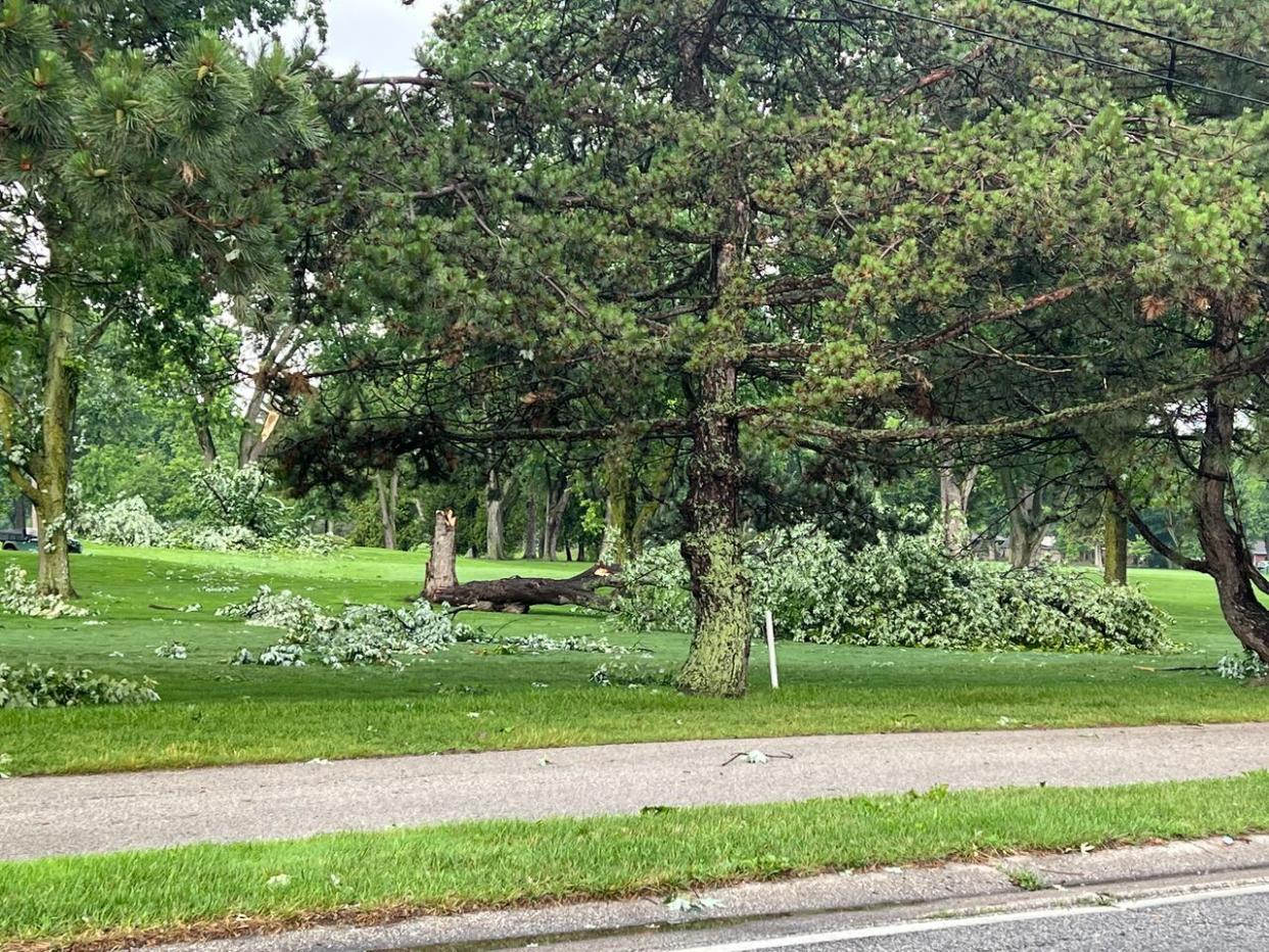 A downed tree at the Beachgrove Golf Course in Tecumseh. A 'severe' storm left Windsor-Essex with some downed trees as the area may have seen a tornado. (Sonya Varma/CBC - image credit)