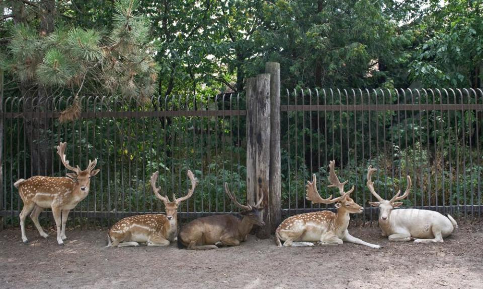 Deer sit around the perimeter of Marineland’s deer park.