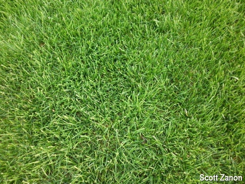 Kentucky Bluegrass blends provide a high quality stand for home lawns.