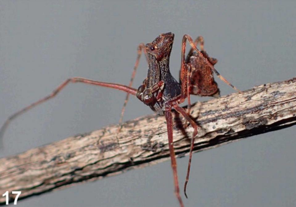 An Austrarchaea andersoni, or Whitsunday outback pelican spider, with its legs outstretched.