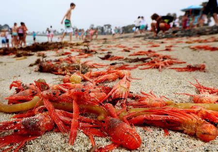 Thousands of red tuna crabs are shown washed ashore in Dana Point, California June 17, 2015. REUTERS/Sandy Huffaker/File Photo